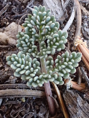Cymopterus cinerarius