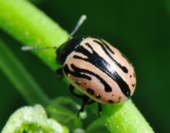 Calligrapha sigmoidea