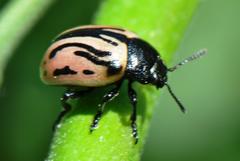 Calligrapha sigmoidea