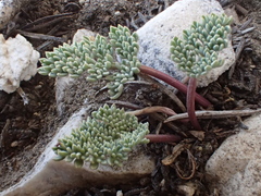 Cymopterus cinerarius