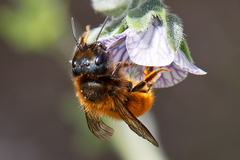 Osmia tricornis
