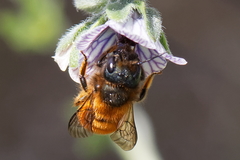Osmia tricornis