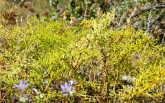Chorizanthe brevicornu