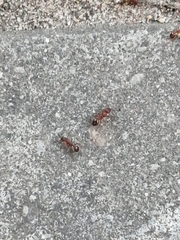 Myrmica