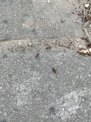 Myrmica