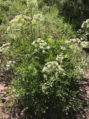 Ligusticum porteri