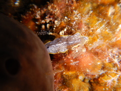 Prostheceraeus moseleyi