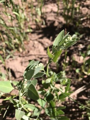 Chenopodium atrovirens