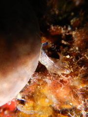Prostheceraeus moseleyi