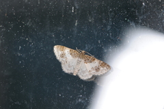 Hydrelia condensata