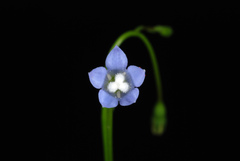 Wahlenbergia marginata