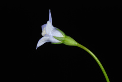 Wahlenbergia marginata