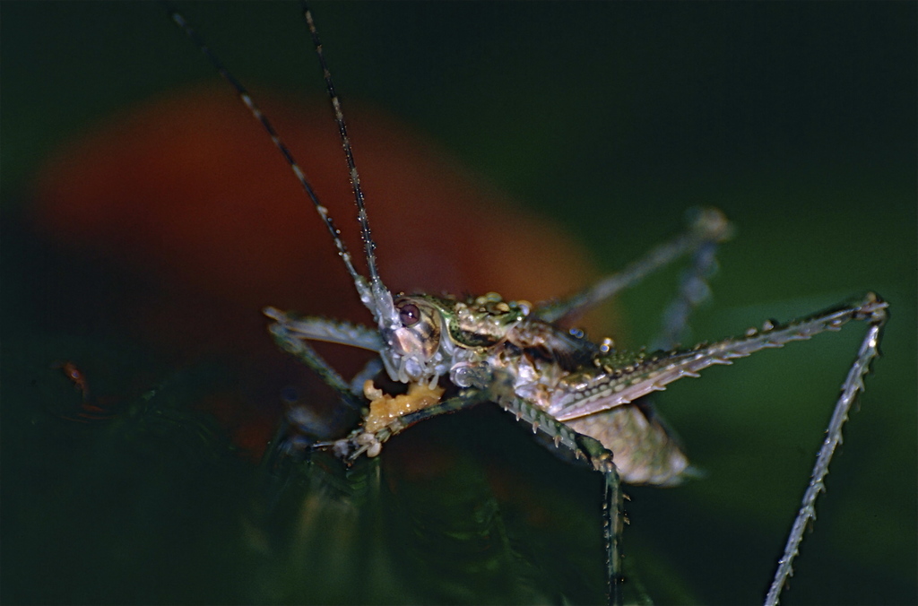 Pseudophylliti