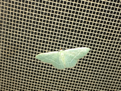 Phaiogramma etruscaria