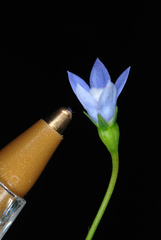 Wahlenbergia marginata