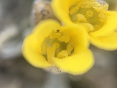 Physaria kingii