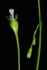 Wahlenbergia marginata