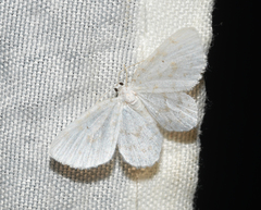 Hydrelia albifera