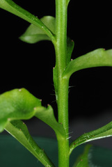 Wahlenbergia marginata