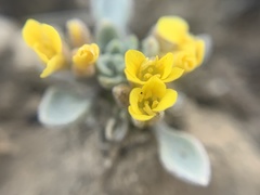 Physaria kingii