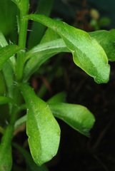 Wahlenbergia marginata