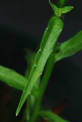 Wahlenbergia marginata