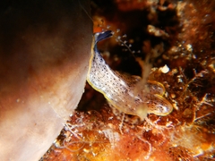 Prostheceraeus moseleyi