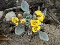 Physaria kingii