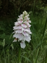 Dactylorhiza maculata ericetorum