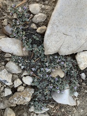 Astragalus kentrophyta tegetarius
