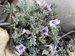Astragalus kentrophyta tegetarius