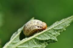 Calligrapha sigmoidea