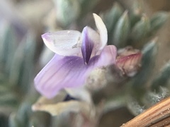 Astragalus kentrophyta tegetarius