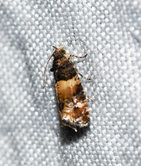 Lobesia spiraeae