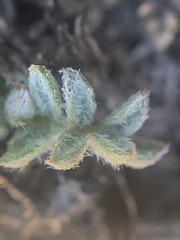Astragalus kentrophyta tegetarius