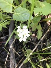 Cardamine cordifolia