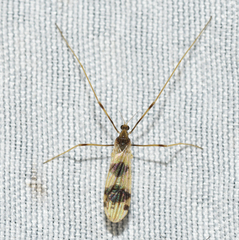 Erioptera venusta