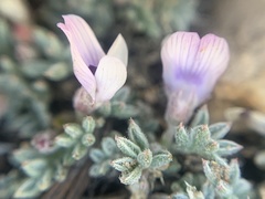 Astragalus kentrophyta tegetarius