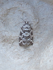 Archips packardiana