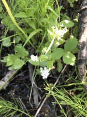 Cardamine cordifolia