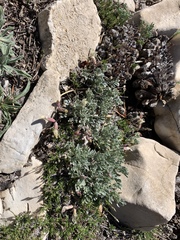 Astragalus calycosus calycosus
