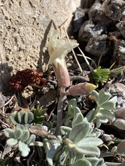 Astragalus calycosus calycosus