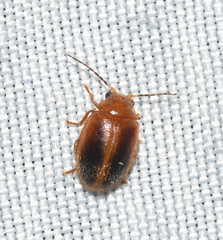 Prionocyphon limbatus