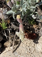 Astragalus calycosus calycosus
