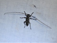 Acanthocinus obsoletus