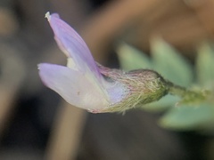 Astragalus kentrophyta tegetarius