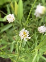 Erigeron annuus