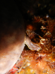 Prostheceraeus moseleyi