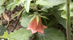 Canarina canariensis image