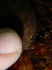 Prostheceraeus moseleyi